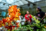 orange orchids